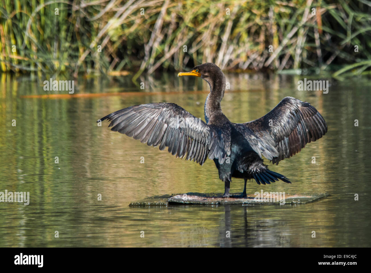 Juvenal cormorano con ali stese fuori ad asciugare a Neary laguna. Foto Stock