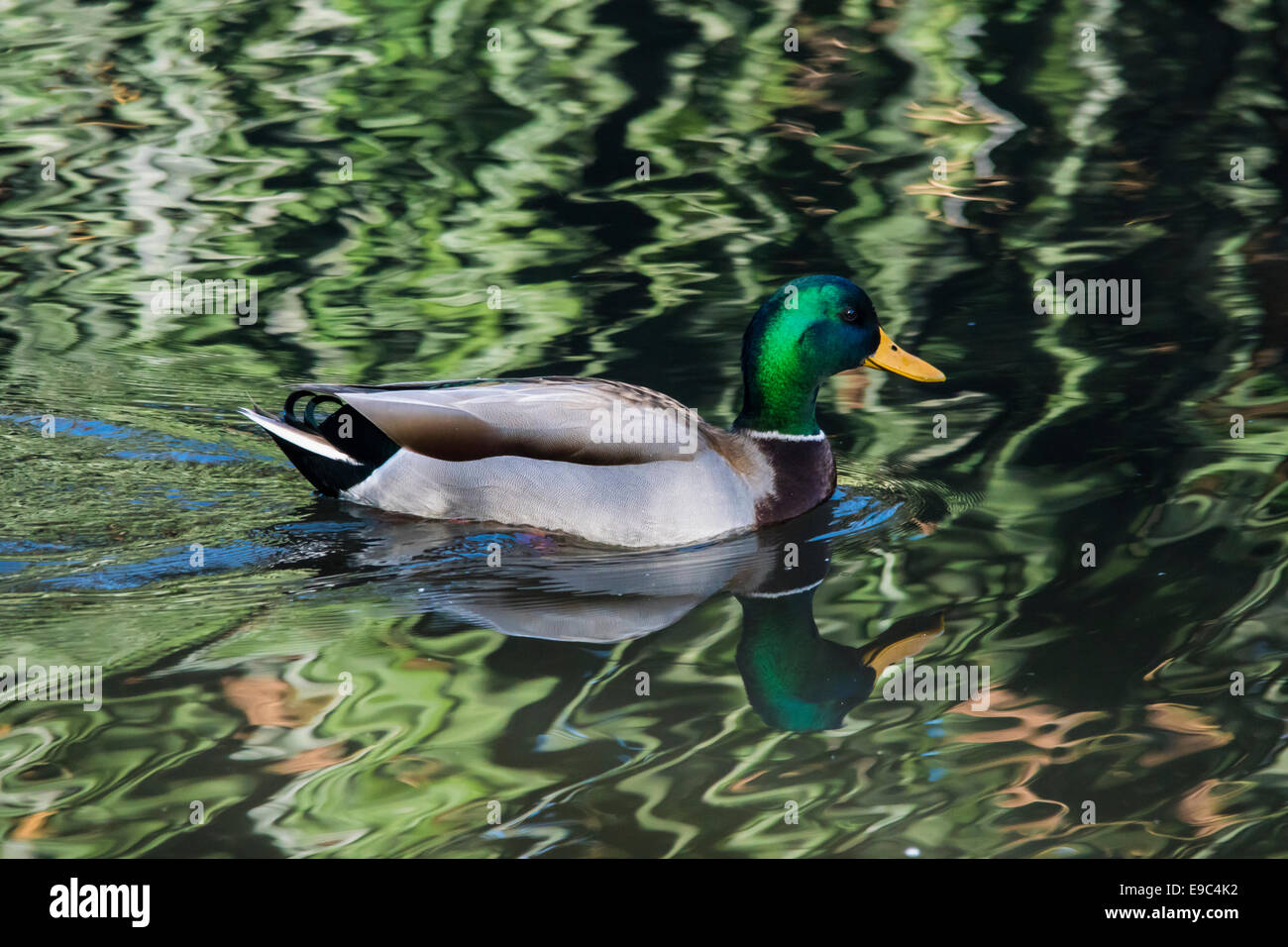 Mallard duck nuoto in acque tranquille a Neary laguna. Foto Stock