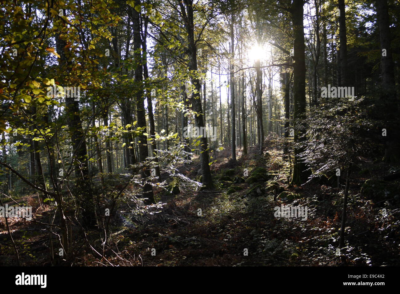 Bosco misto fronde paesaggi atmosferici luce posteriore - Natur Stimmungsbild in Mischwald Wald Unterholz bei Twannberg Foto Stock