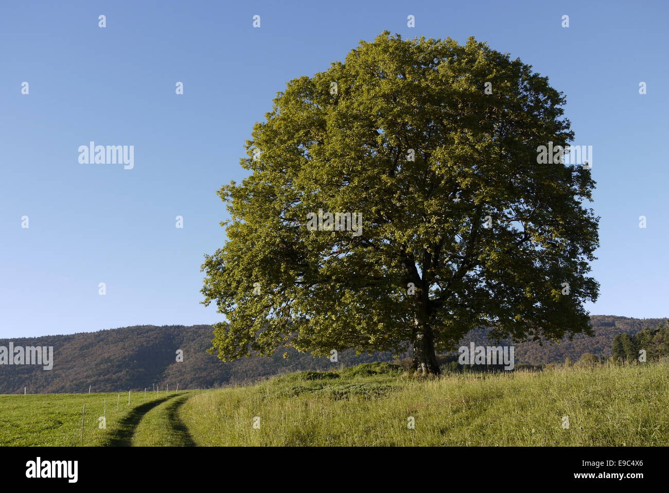 Walnut Tree (Juglans regia) in autunno bello e mite luce - Walnussbaum in schönem Herbstlicht auf Graswiese mit Bergkette Foto Stock