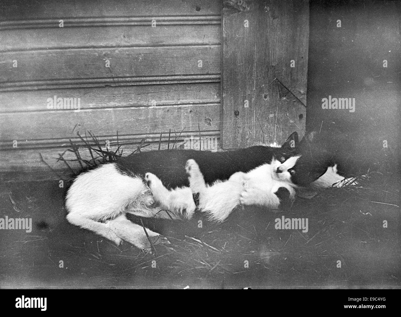 Una fotografia di Edith Sodergran dalla Finlandia, che mostra un gatto con un gattino. L'immagine cattura un momento di tenerezza e calore, mostrando il rapporto intimo tra la gatta madre e la sua prole. Foto Stock