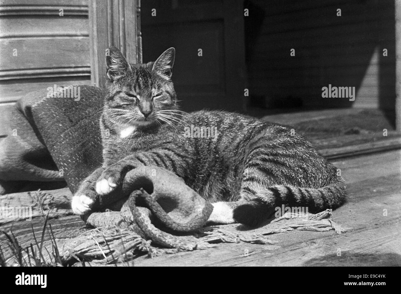 Una fotografia di un gatto con strisce distintive, scattata in un primo piano dettagliato. L'immagine proviene dalla società di letteratura svedese e raffigura il gatto in un ambiente naturale, probabilmente dell'inizio del XX secolo. Foto Stock