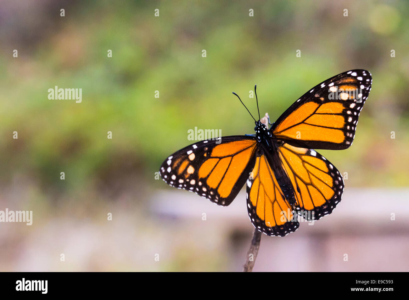 La farfalla monarca di ponti naturali del Parco Statale di Santa Cruz in California. Si tratta di una femmina di quarta generazione Butterfly, Foto Stock