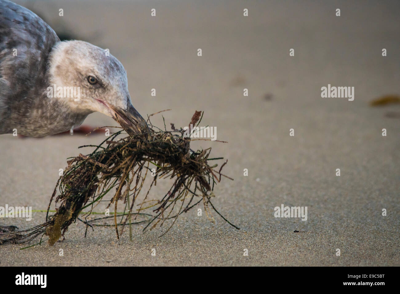 Seagull utilizzando alghe marine come uno strumento per la pesca. Foto Stock