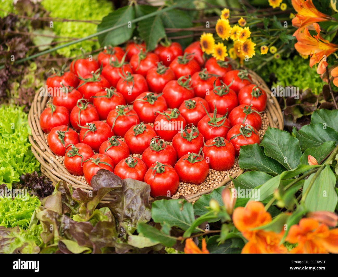 Immagine di visualizzazione comprendente un cesto di pomodori circondato da vegetazione varietale e fiori. Foto Stock