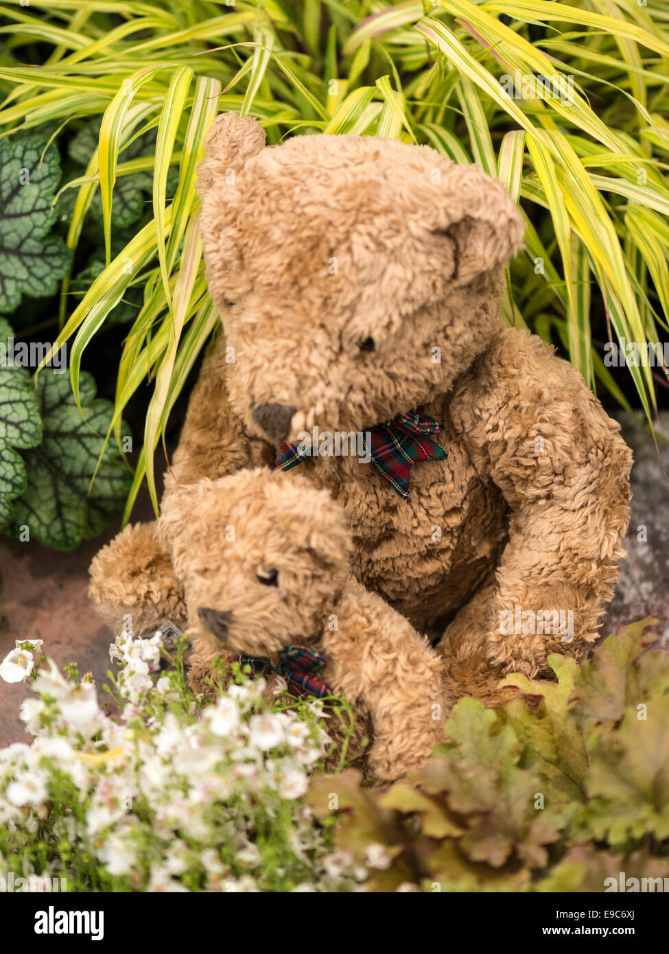 Giardino Orsetti tra fiori bianchi e foglie verdi Foto Stock