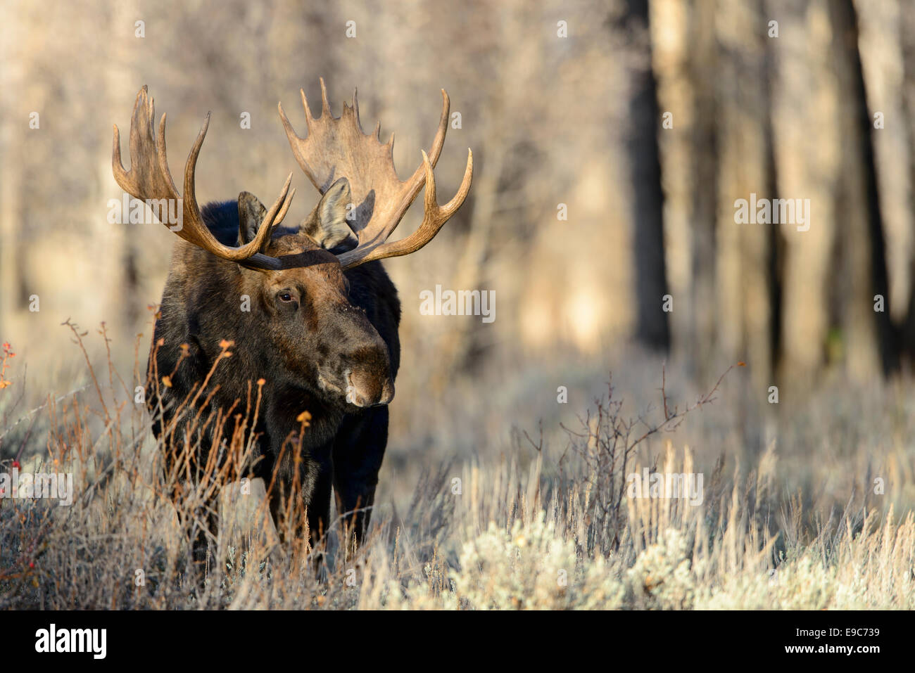 Bull Moose (Alces alces shirasi) in autunno, Northern Rockies Foto Stock