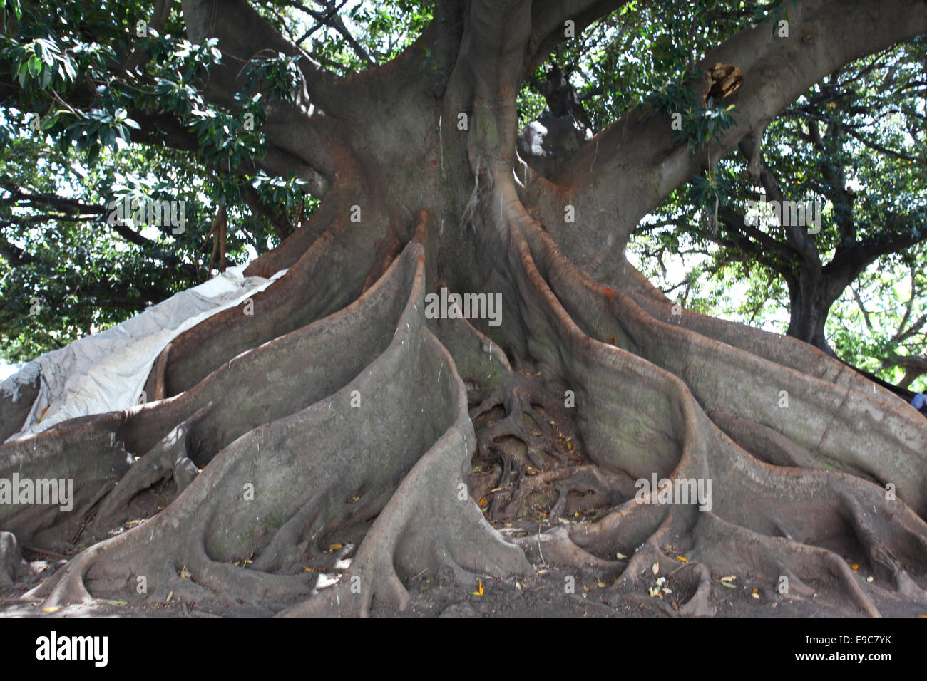 La gigantesca 'Gomero' radici (Ficus elastica) in Plaza San Martin de Tours. Recoleta, Buenos Aires, Argentina. Foto Stock