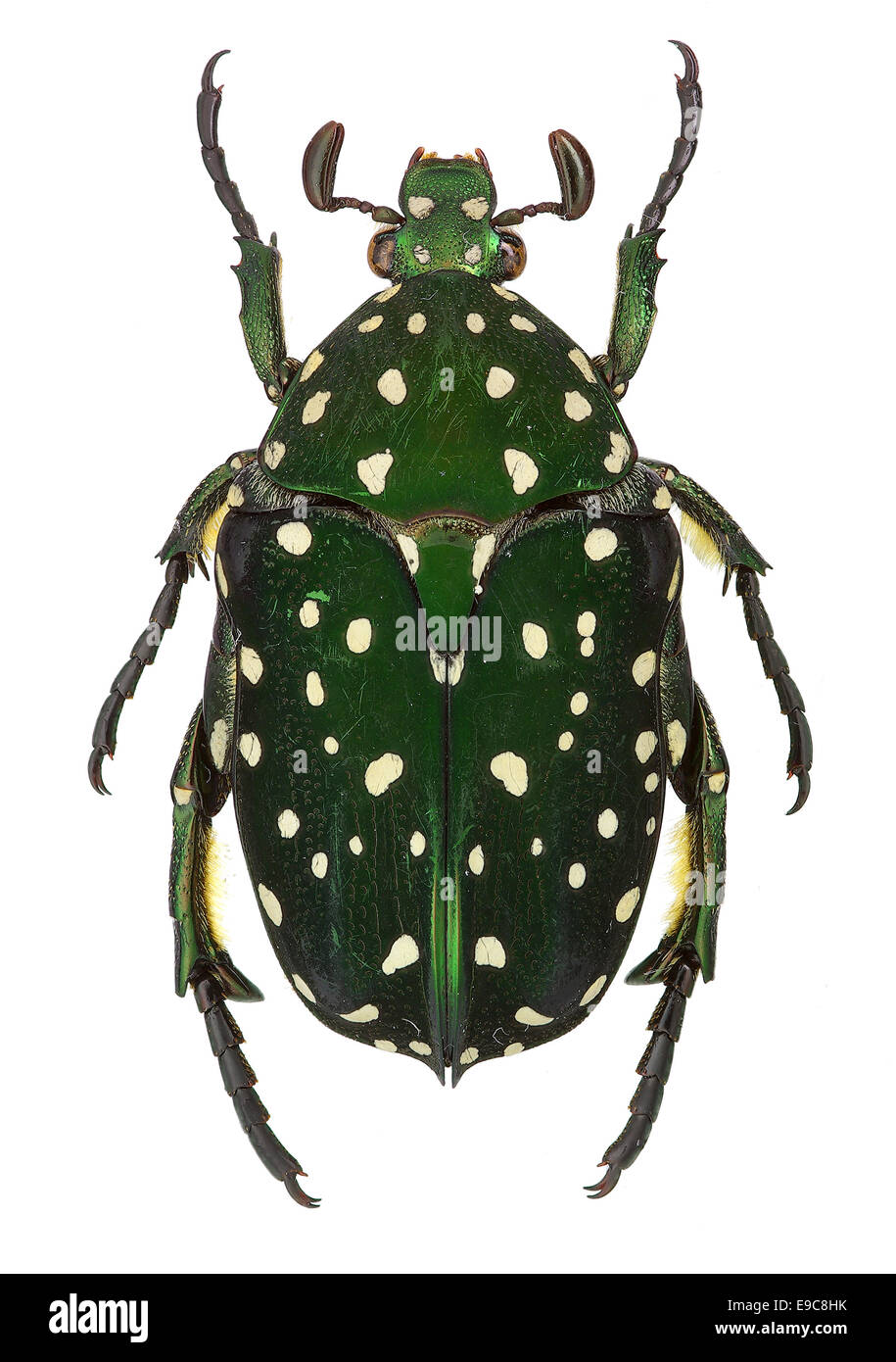 Fiori esotici beetle Protaetia niveoguttata dal Laos Foto Stock