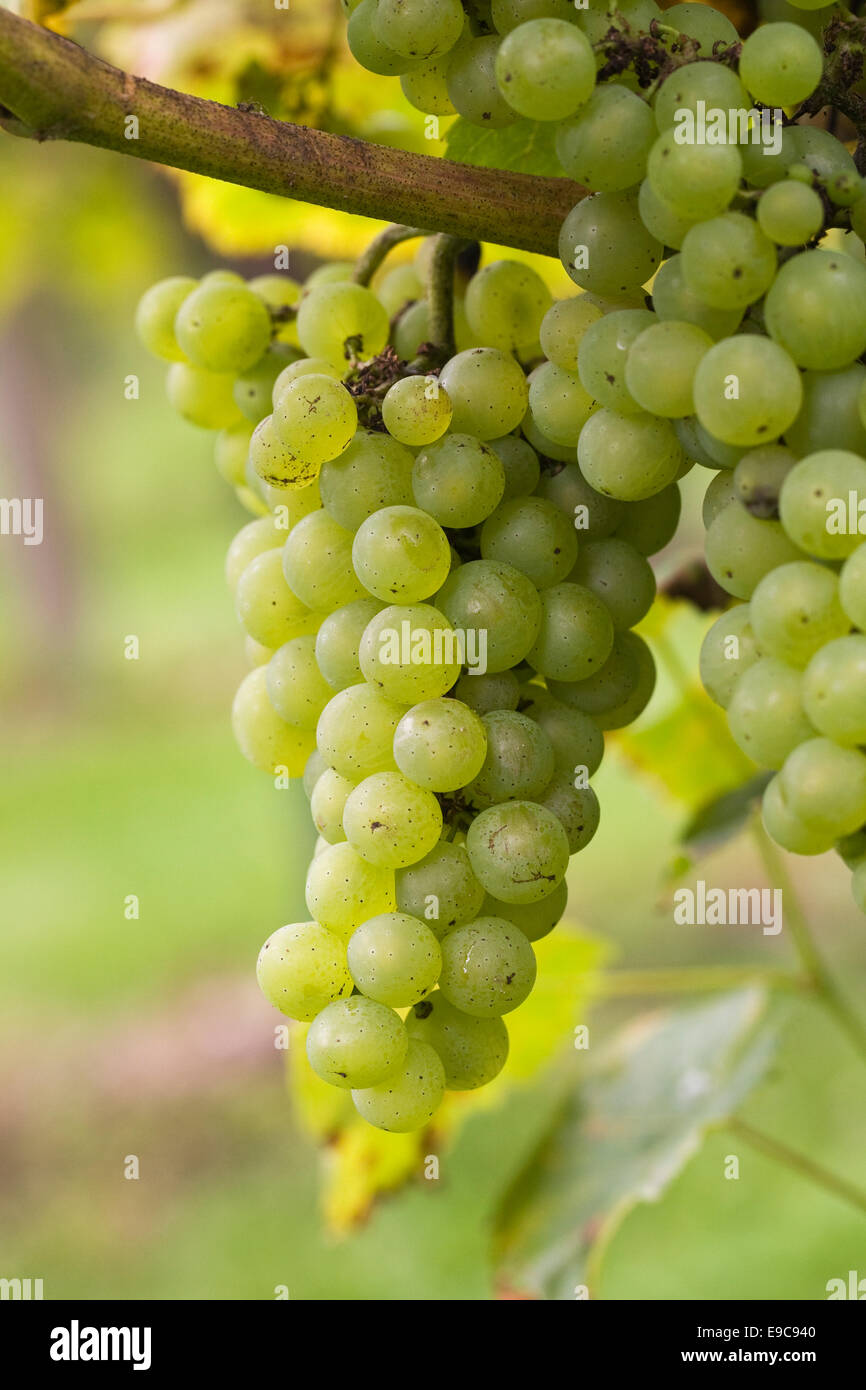 Vitis vinifera. Uva 'i Phonix'. Foto Stock