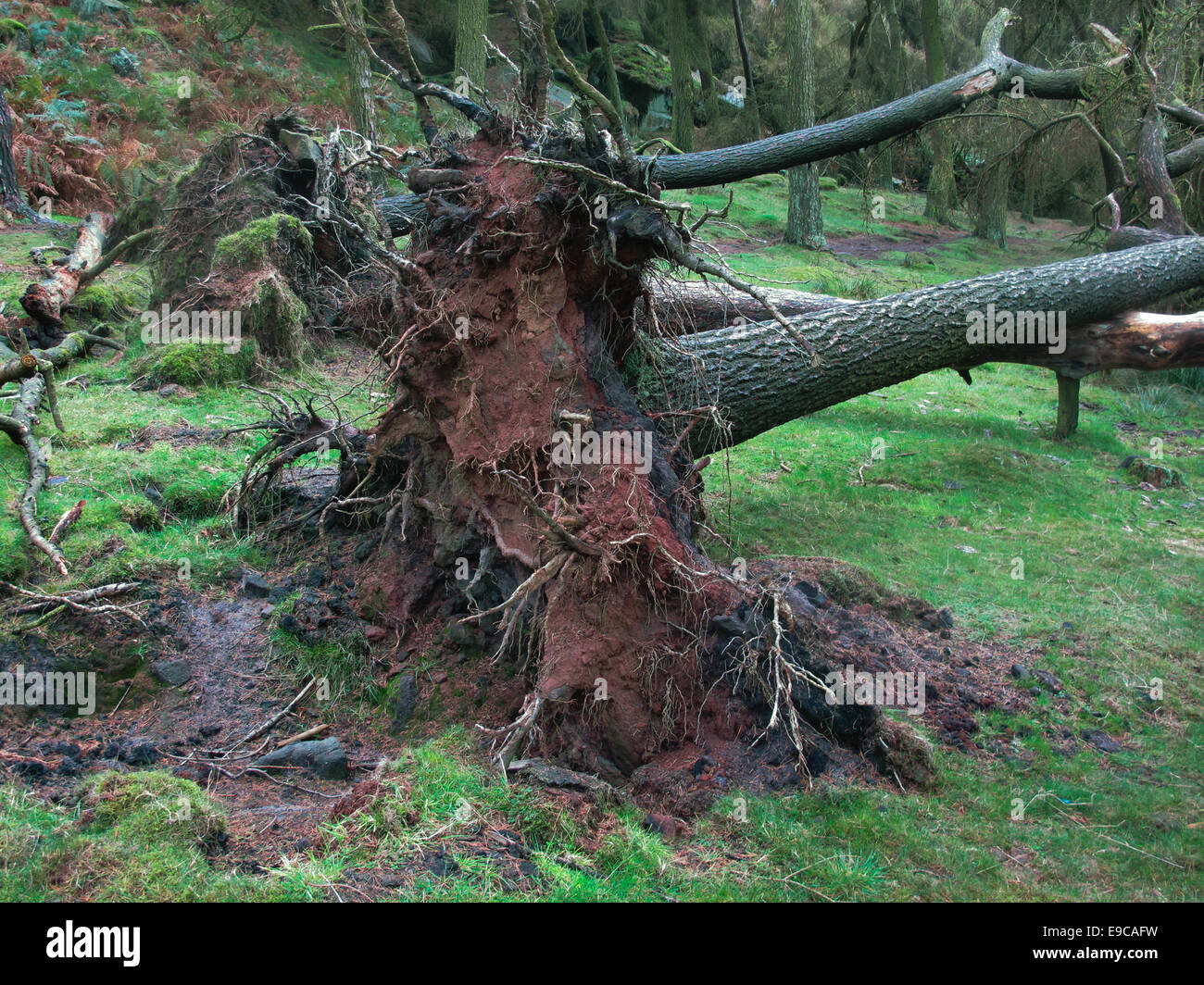 Caduto albero sradicate in boschiva. Radici sollevata dal suolo Foto Stock