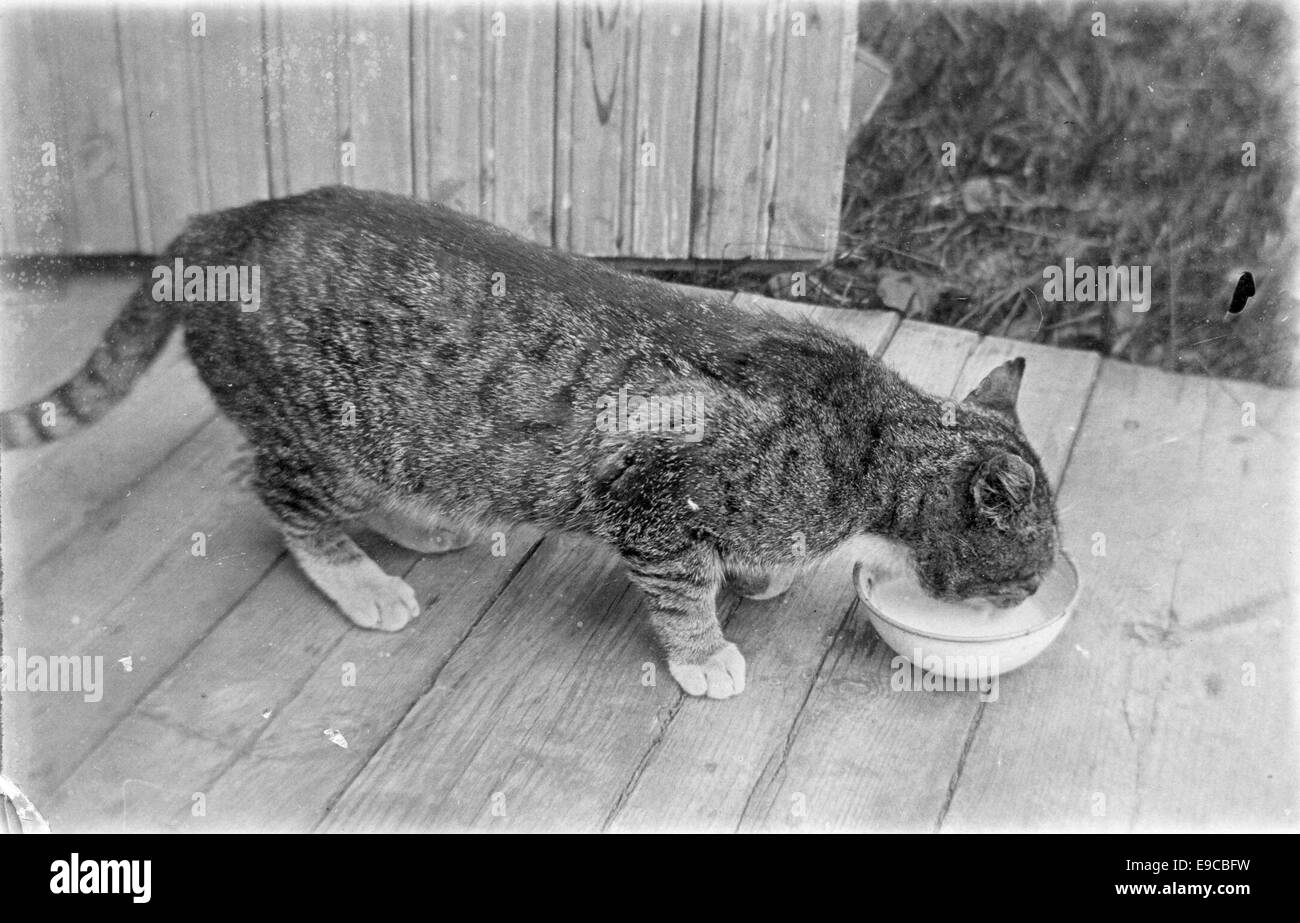 Una fotografia di un gatto a strisce sorseggiando latte, scattata da Edith Roivola in Finlandia. L'immagine mostra un momento di tranquilla vita domestica, con la natura giocosa del gatto e l'ambiente sereno. Foto Stock