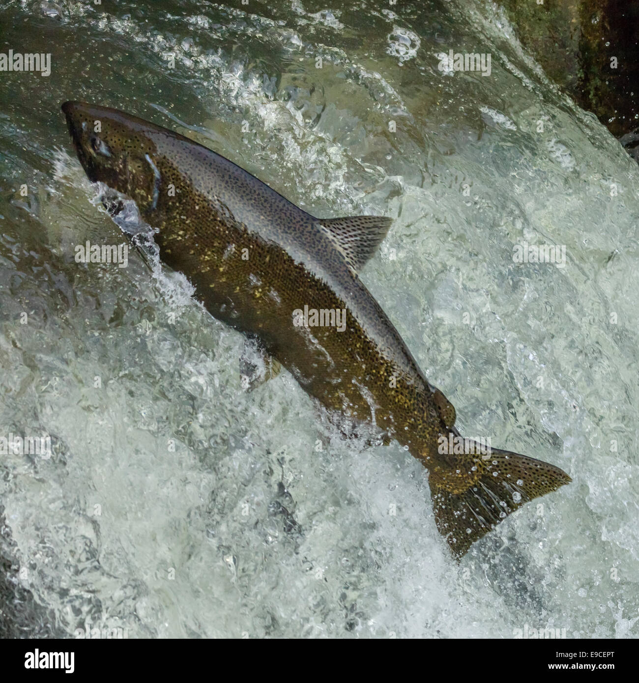 I salmoni saltare da una scala di pesce. Foto Stock
