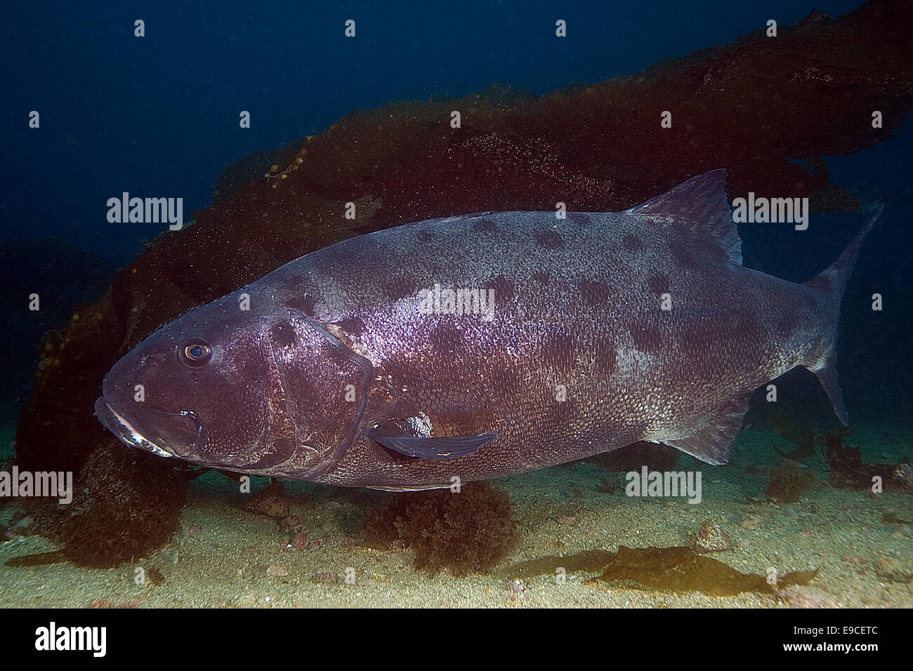 Giant Black Sea Bass nuoto a Catalina Island Reef Foto Stock