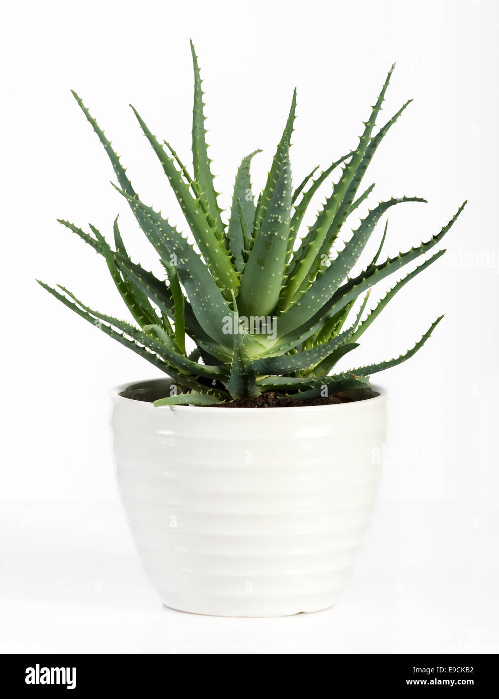 Aloe Vera pianta in vaso bianco Foto Stock