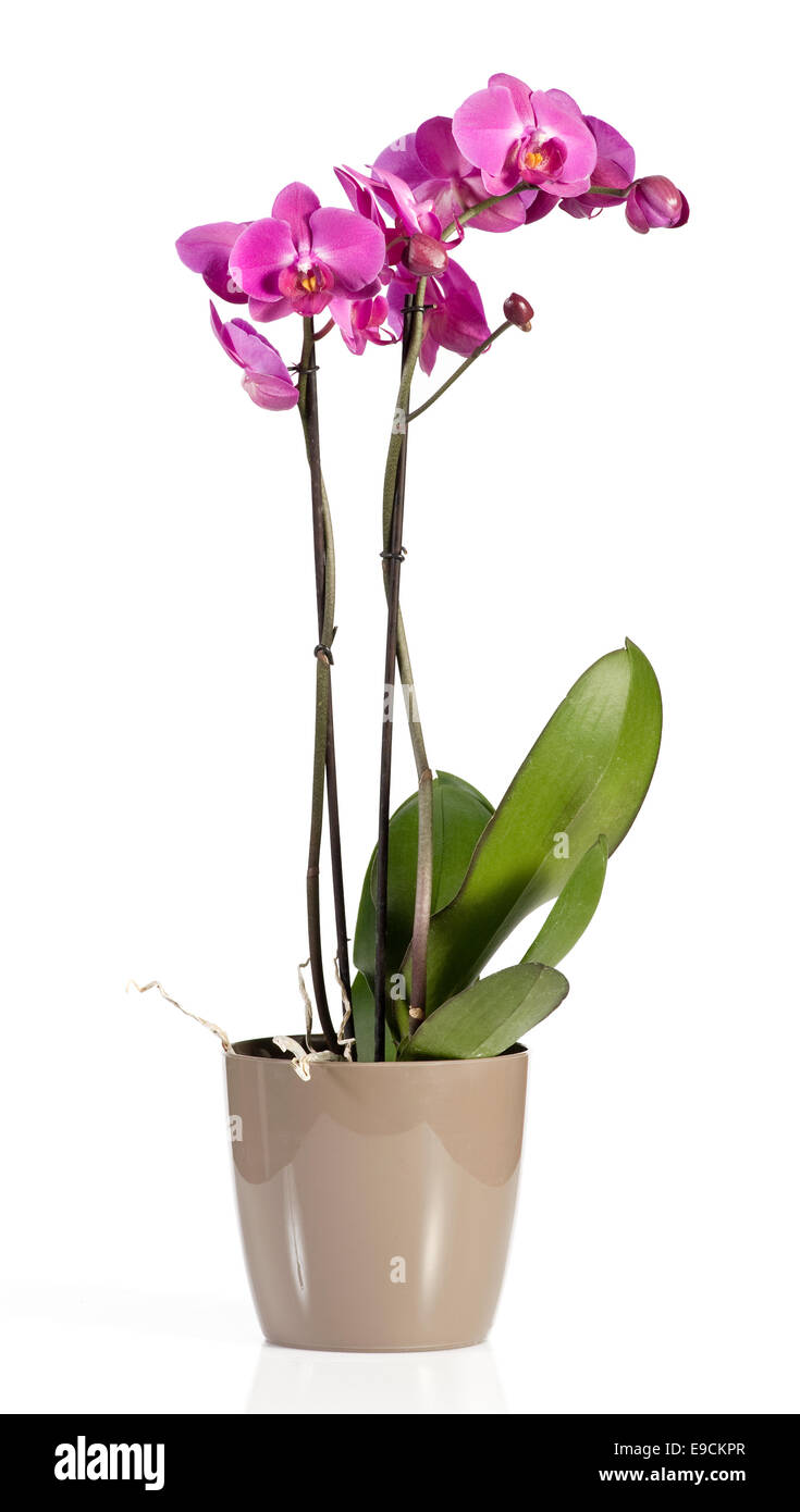 Rosa phalaenopsis orchidee Foto Stock