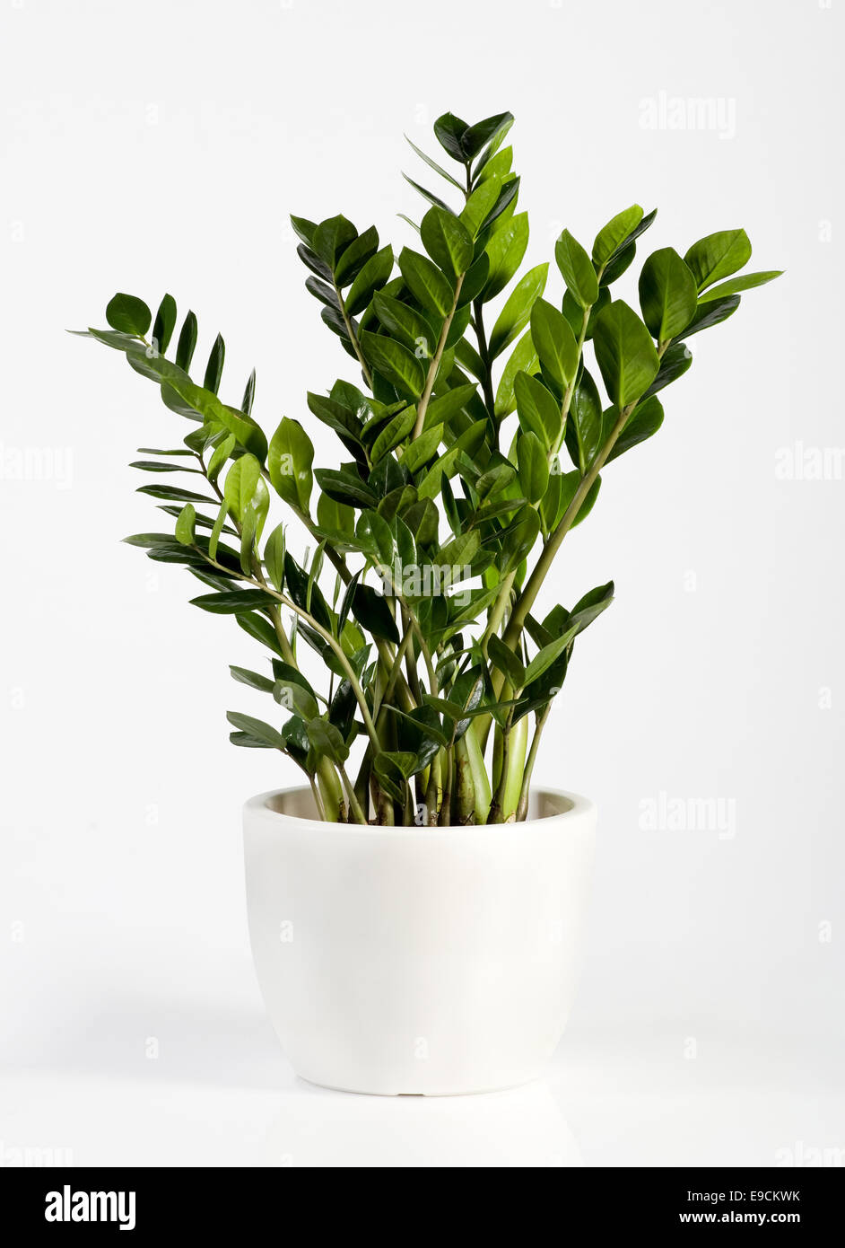 Coltivate houseplant Zamioculcas in un semplice vaso di fiori bianchi, una pianta sempreverde che produce piccoli spadix di colore giallo brillante fiori Foto Stock