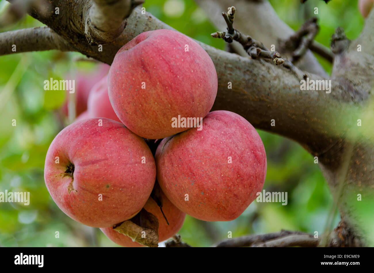 Ripe rosso apple sulla struttura ad albero Foto Stock