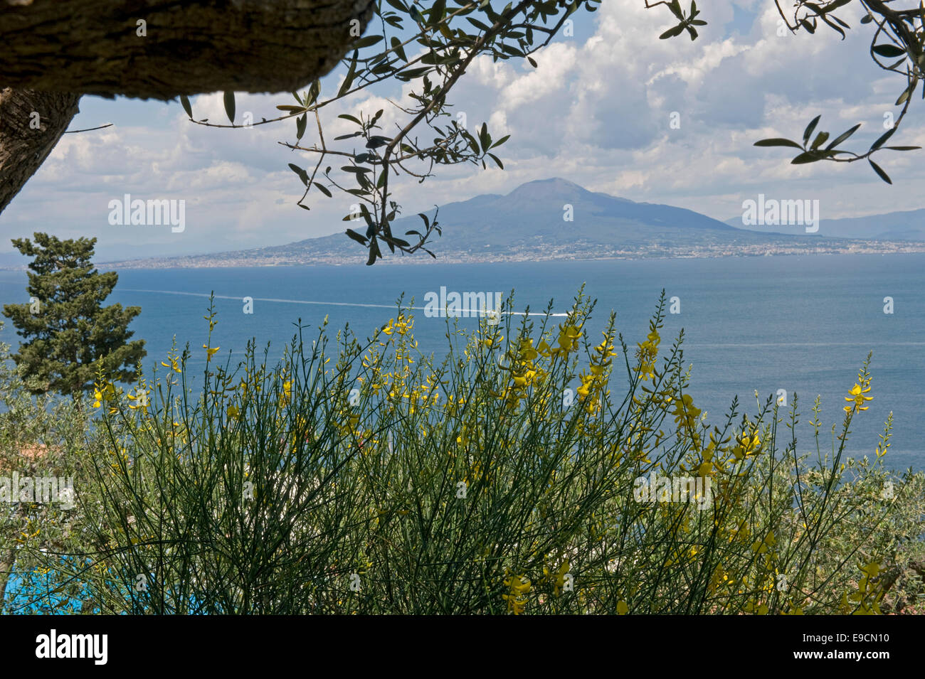 Il Monte Vesuvio, fioritura di ginestra e oliva fogliame sopra la baia di Napoli su una multa evidente inizio giornata d'Estate a Sorrento Foto Stock