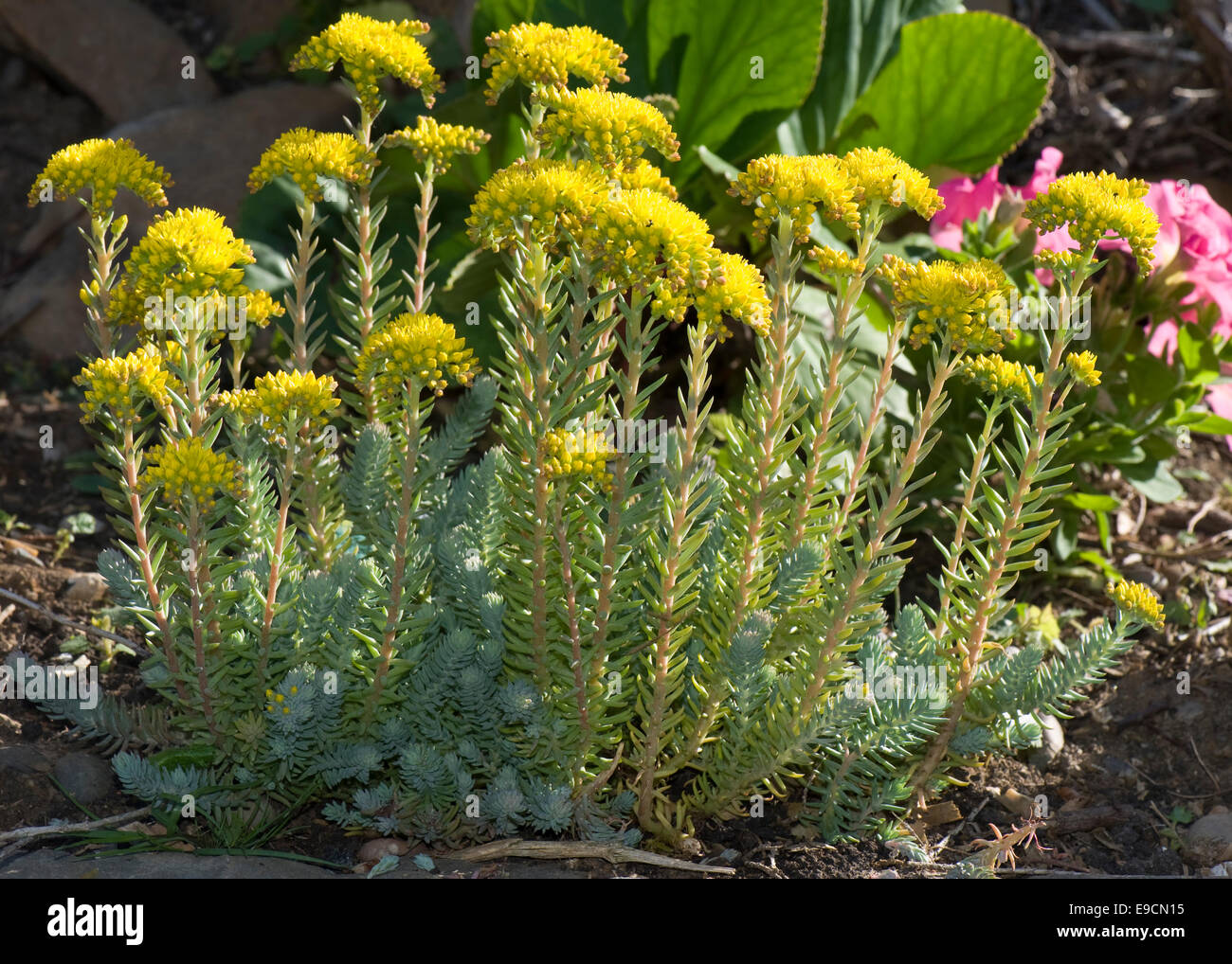 Sedum reflexum 'Blu cuscino' un rockery pianta con i fiori gialli, Giugno Foto Stock