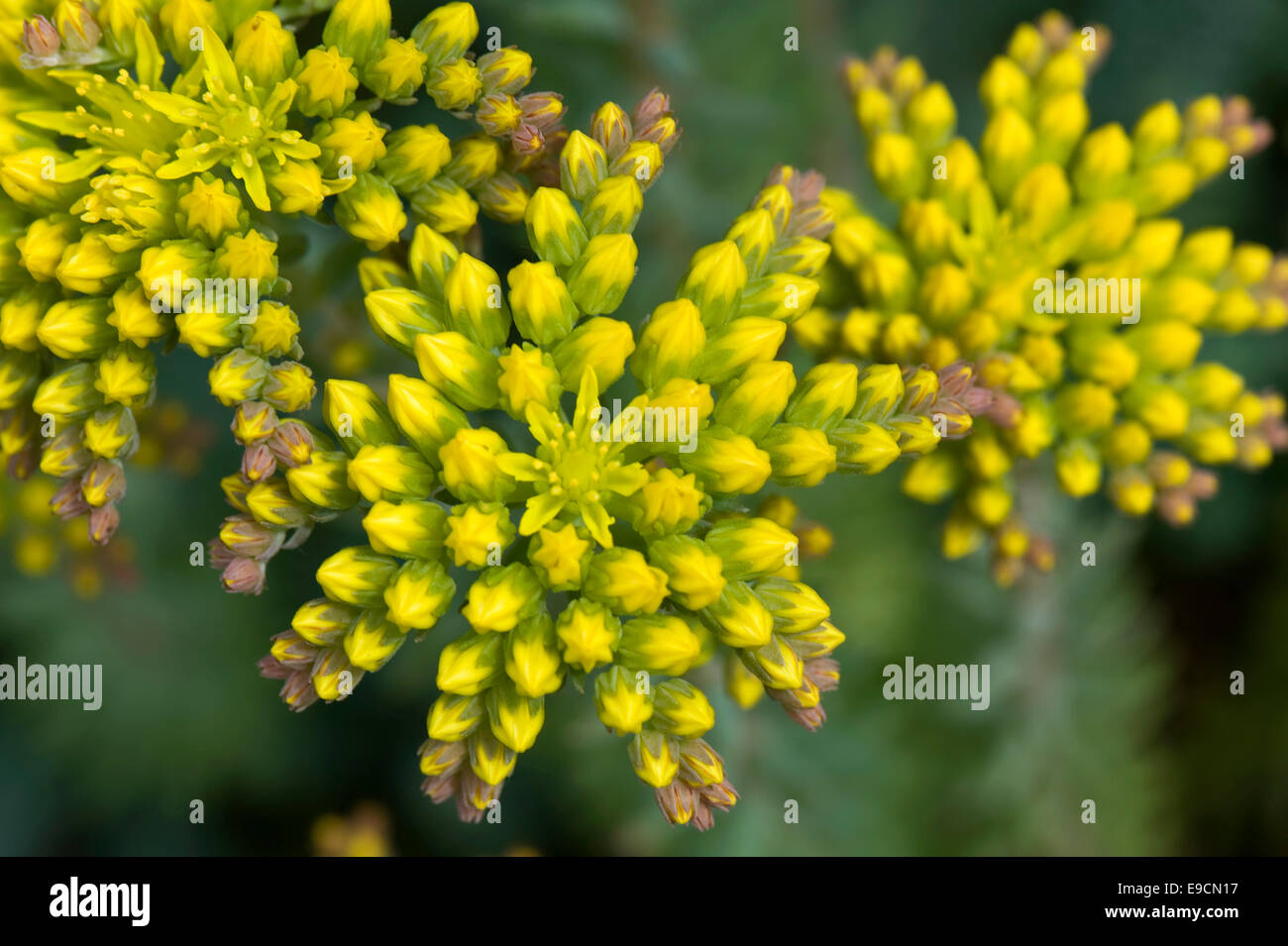 Sedum reflexum 'Blu cuscino' un rockery pianta con i fiori gialli, Giugno Foto Stock