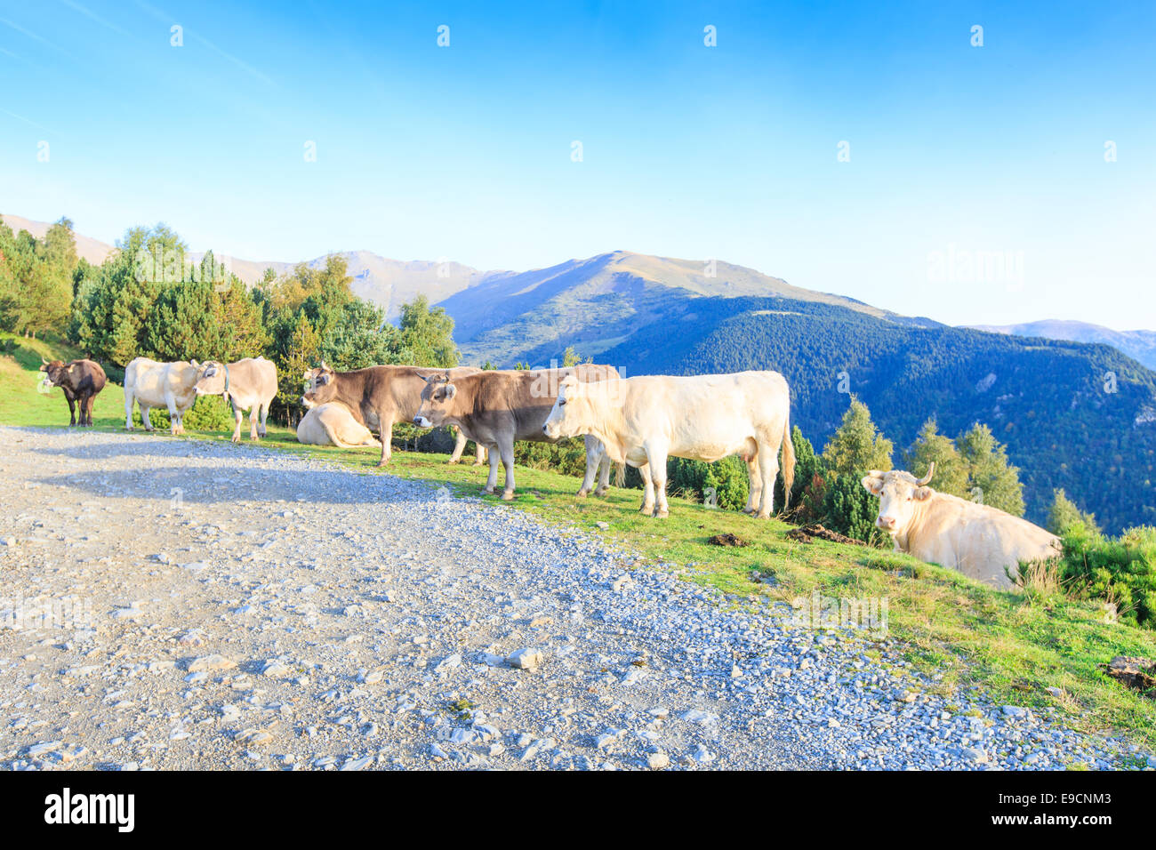 Una mandria di bianco e marrone di mucche nei Pirenei spagnoli a piedi e giacente lungo una strada sterrata su un pendio di montagna Foto Stock