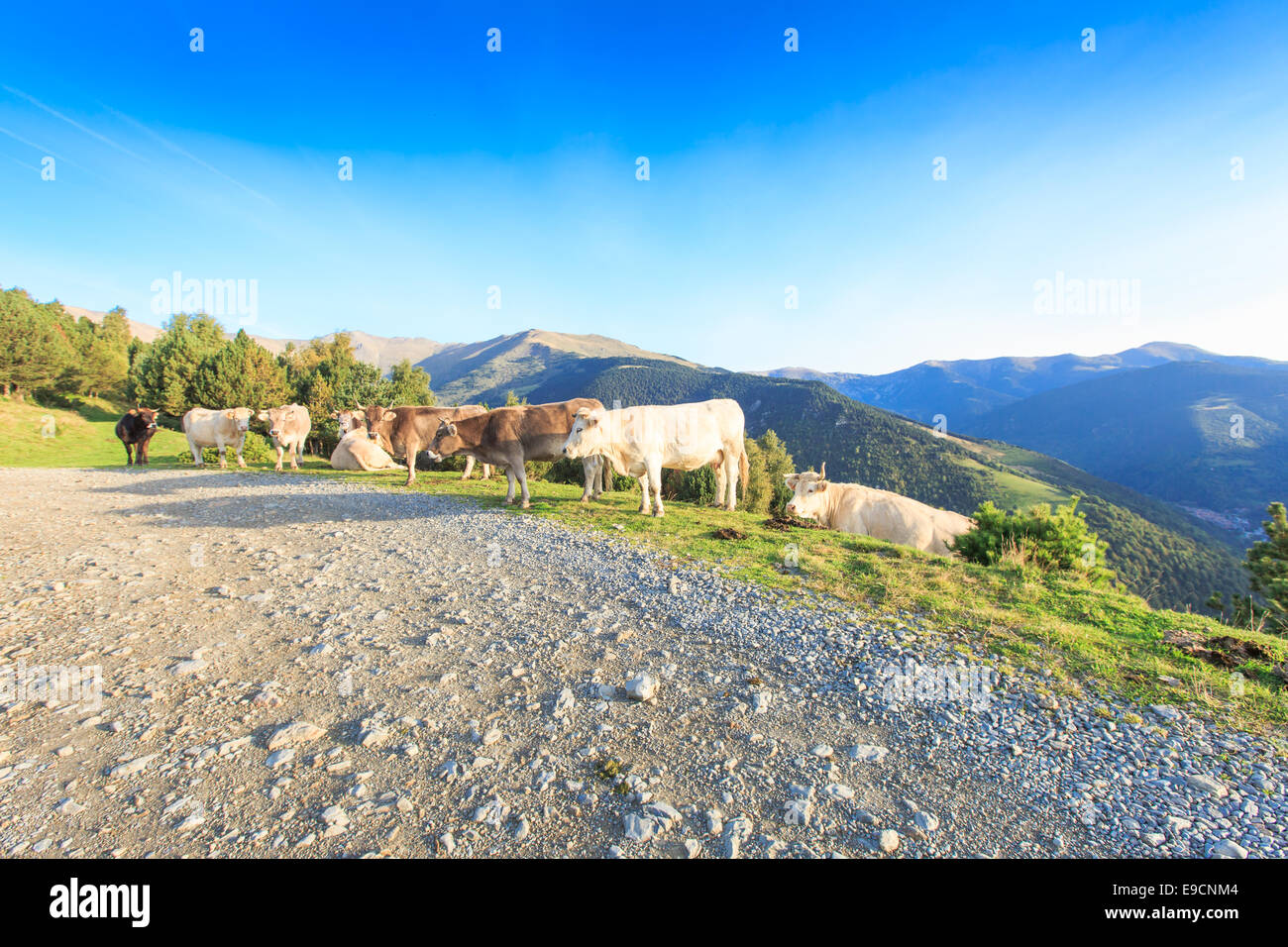 Una mandria di bianco e marrone di mucche nei Pirenei spagnoli a piedi e giacente lungo una strada sterrata su un pendio di montagna Foto Stock