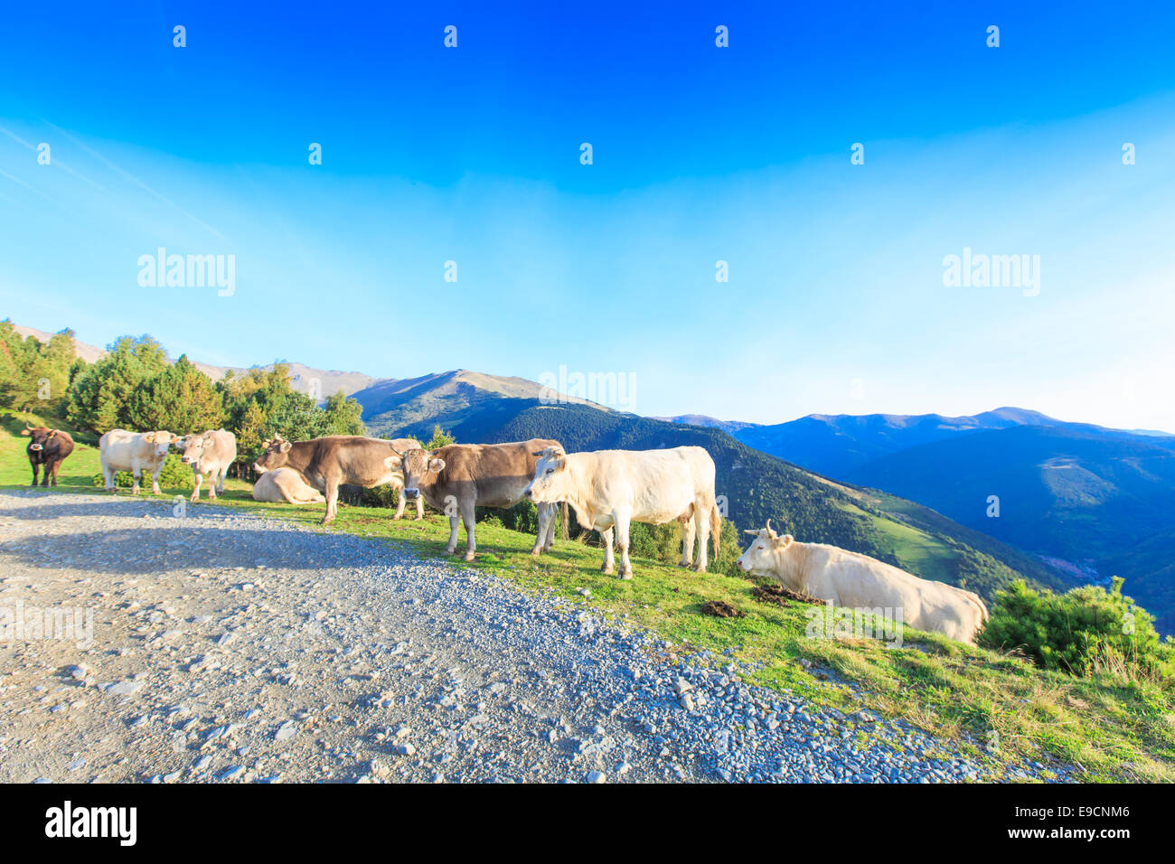 Una mandria di bianco e marrone di mucche nei Pirenei spagnoli a piedi e giacente lungo una strada sterrata su un pendio di montagna Foto Stock