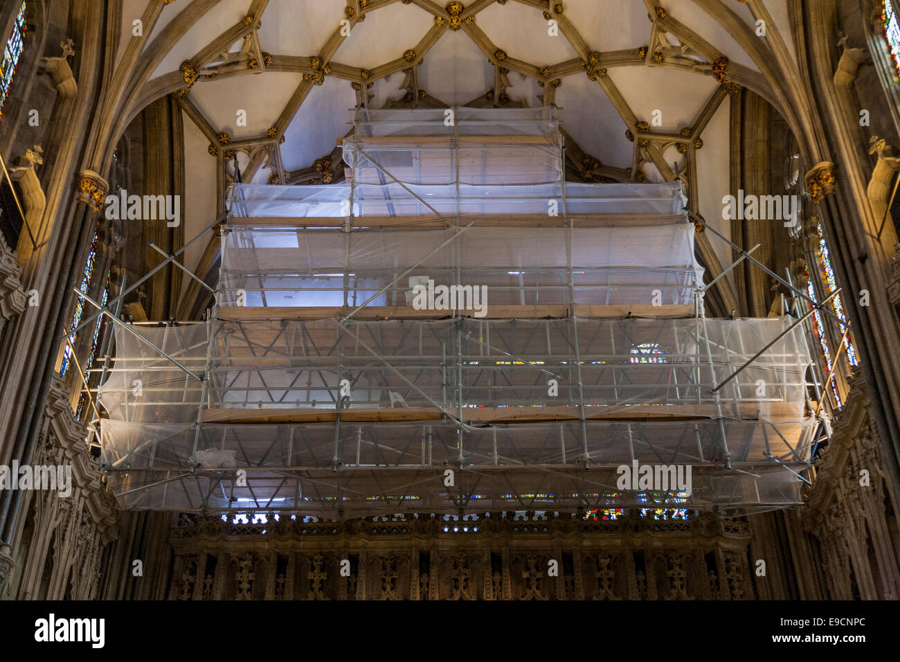 Impalcatura / ponteggio che copre la Jesse - Grande Oriente - finestra durante il restauro (& reticolare di soffitto a volta al di sopra). Cattedrale di Wells Somerset REGNO UNITO Foto Stock