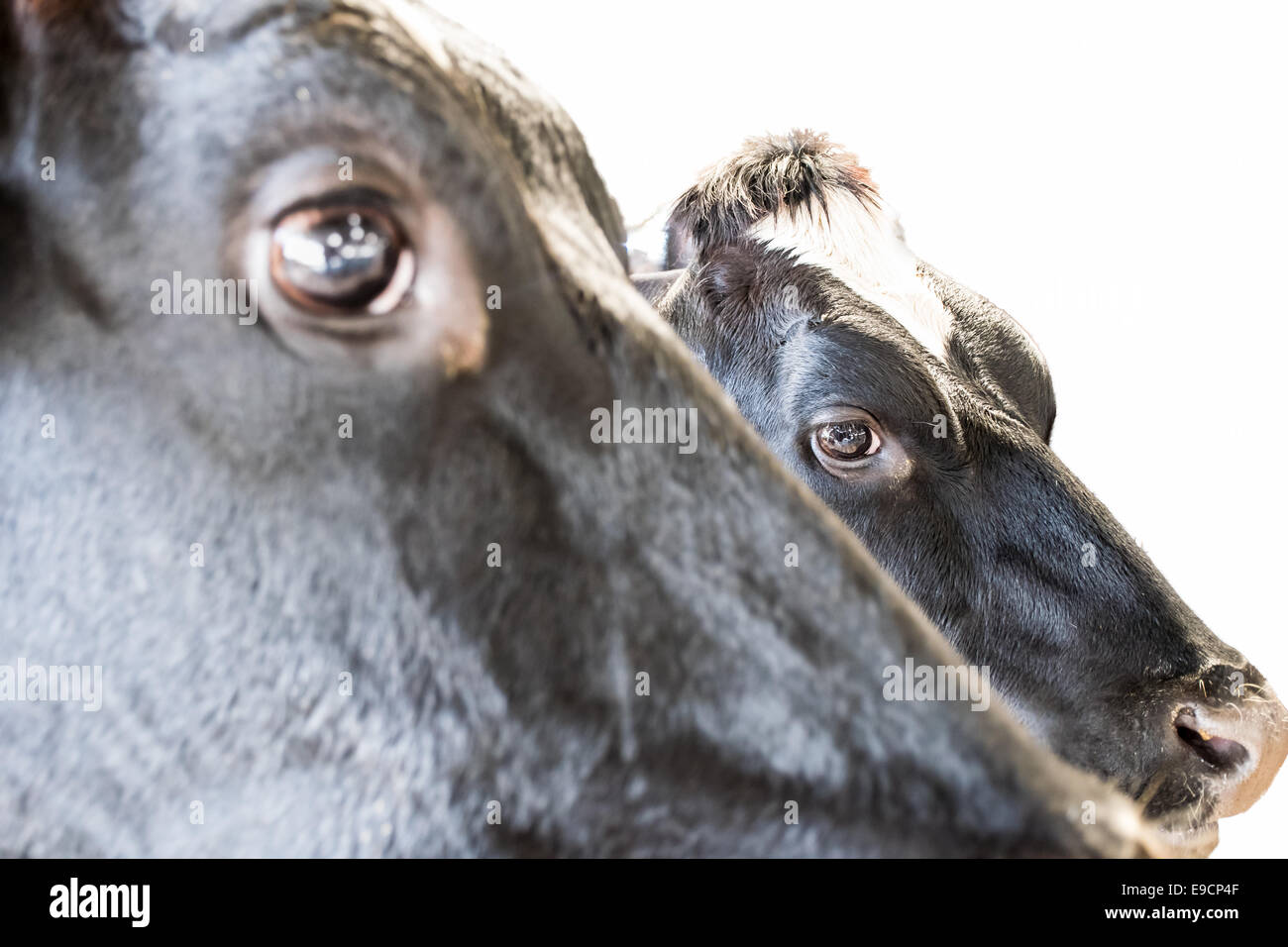 Mucca isolata su uno sfondo bianco isolato Foto Stock