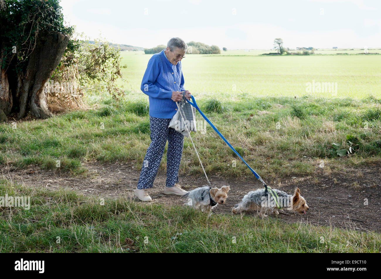 Donna anziana a piedi i suoi cani nel nord di leccio di Goring Gap Goring dal mare con terreni agricoli sul supporto Foto Stock