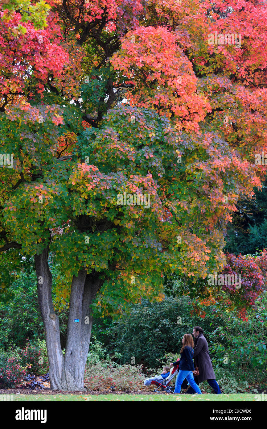 Londra, Regno Unito. 25 ott 2014. I visitatori del Royal Botanic Gardens, Kew, godere di piacevoli autunno Meteo e fogliame autunnale. Credito: Nick Savage/Alamy Live News Foto Stock