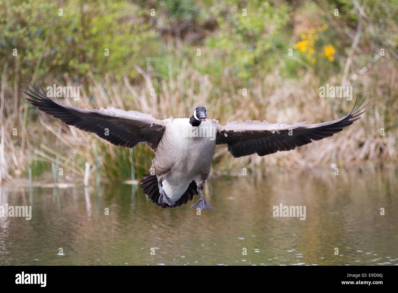 Un Canada Goose in volo attorno alla terra su acqua. Le sue ali sono completamente disteso e i suoi piedi sono giù pronto per l'atterraggio. Il Foto Stock