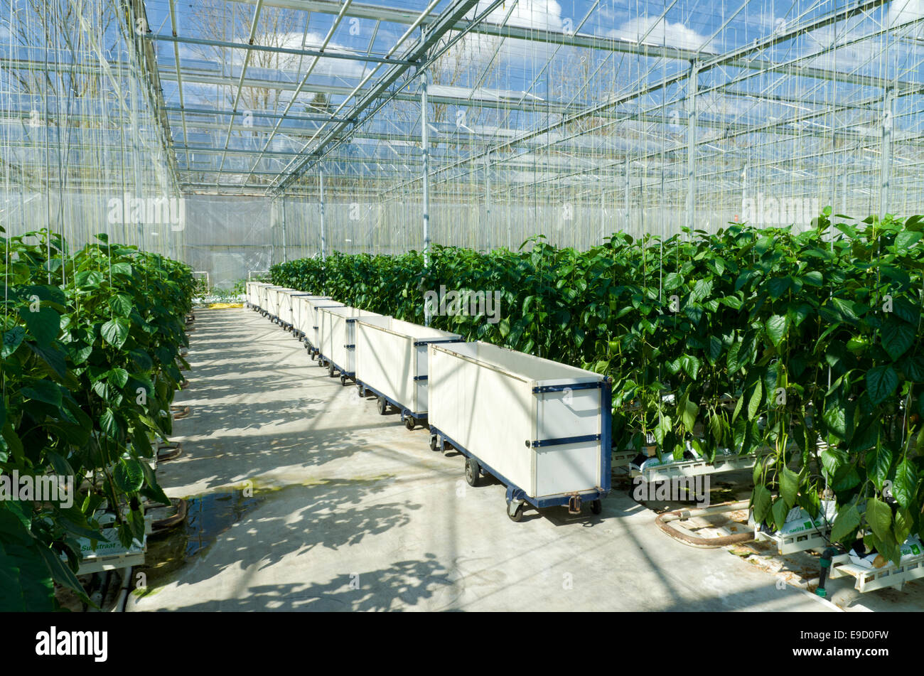 La coltivazione di peperoni in una serra commerciale nei Paesi Bassi Foto Stock