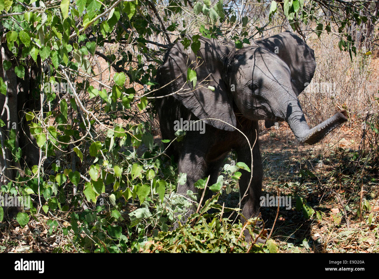 Da Victoria Falls è possibile visitare il vicino Botswana. In particolare Chobe National Park. Chobe National Park è probabilmente Foto Stock