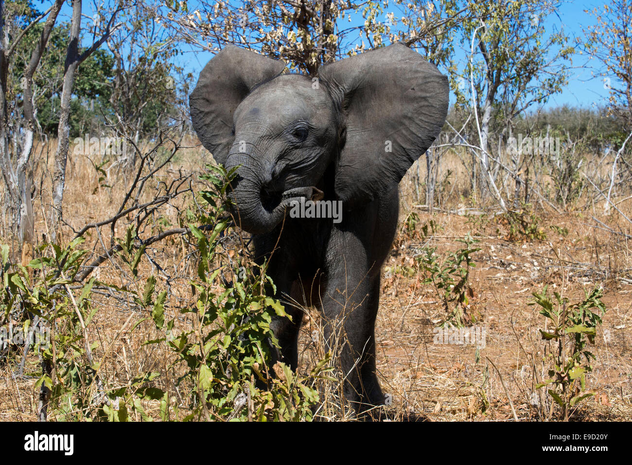 Da Victoria Falls è possibile visitare il vicino Botswana. In particolare Chobe National Park. Chobe National Park è probabilmente Foto Stock