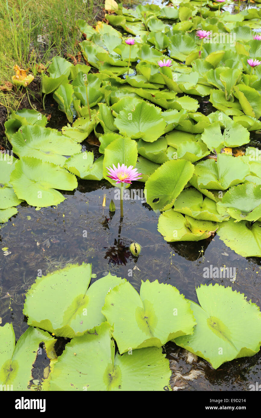 Giglio di acqua nello stagno dell'isola di Koh Samui in Thailandia Foto Stock