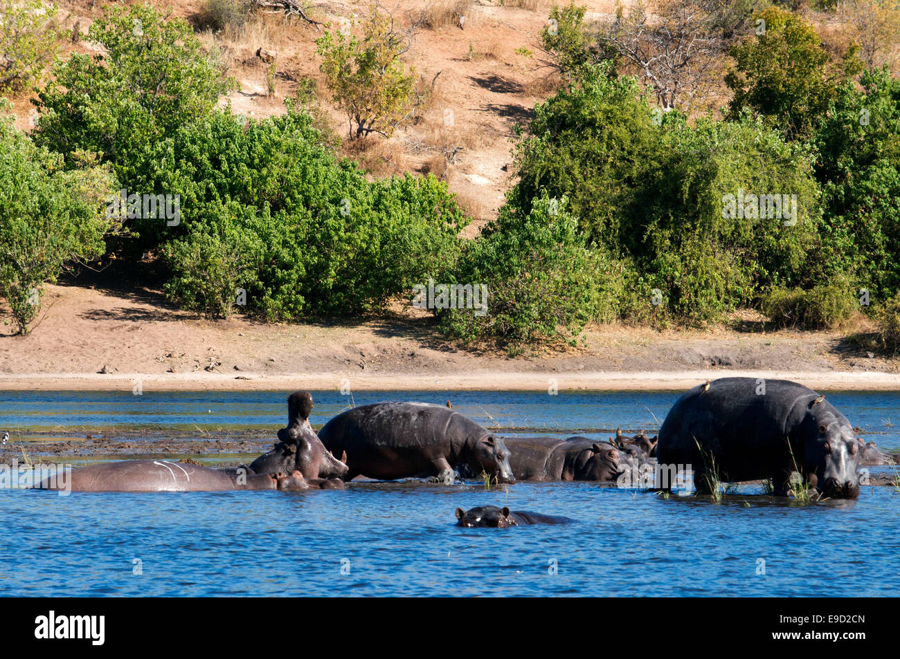 Da Victoria Falls è possibile visitare il vicino Botswana. In particolare Chobe National Park. Ippopotami per esempio sono spesso di vedere Foto Stock