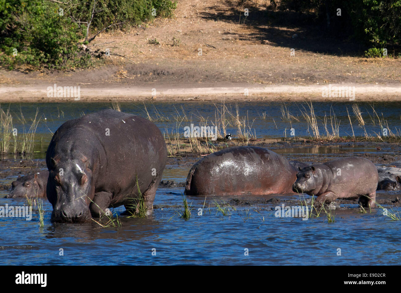 Da Victoria Falls è possibile visitare il vicino Botswana. In particolare Chobe National Park. Ippopotami per esempio sono spesso di vedere Foto Stock