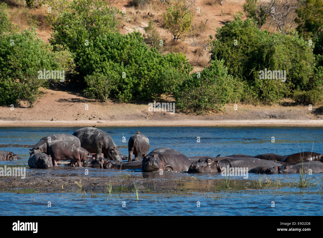 Da Victoria Falls è possibile visitare il vicino Botswana. In particolare Chobe National Park. Gli ippopotami sono enormi creature usu Foto Stock