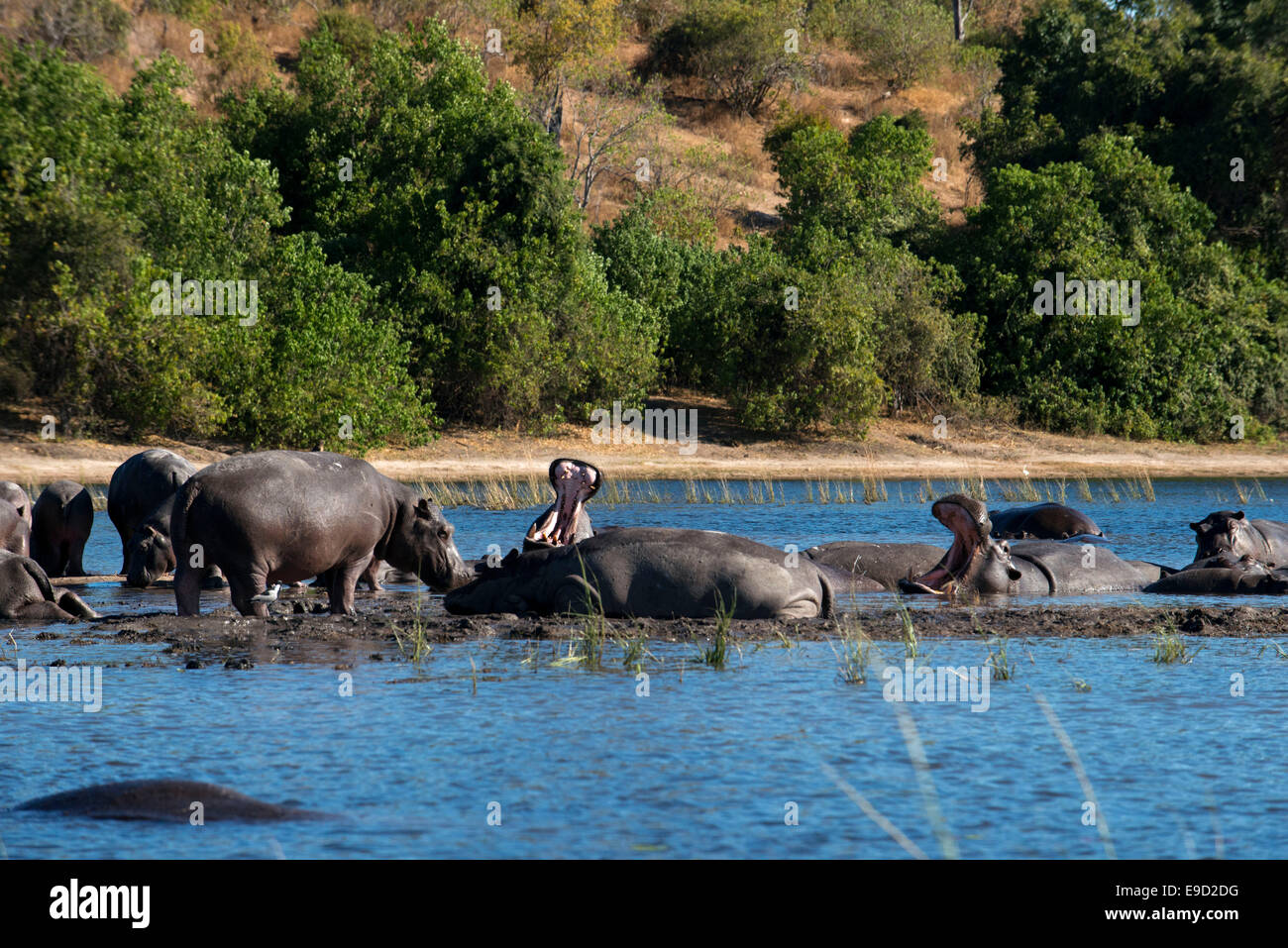 Da Victoria Falls è possibile visitare il vicino Botswana. In particolare Chobe National Park. Gli ippopotami sono enormi creature usu Foto Stock