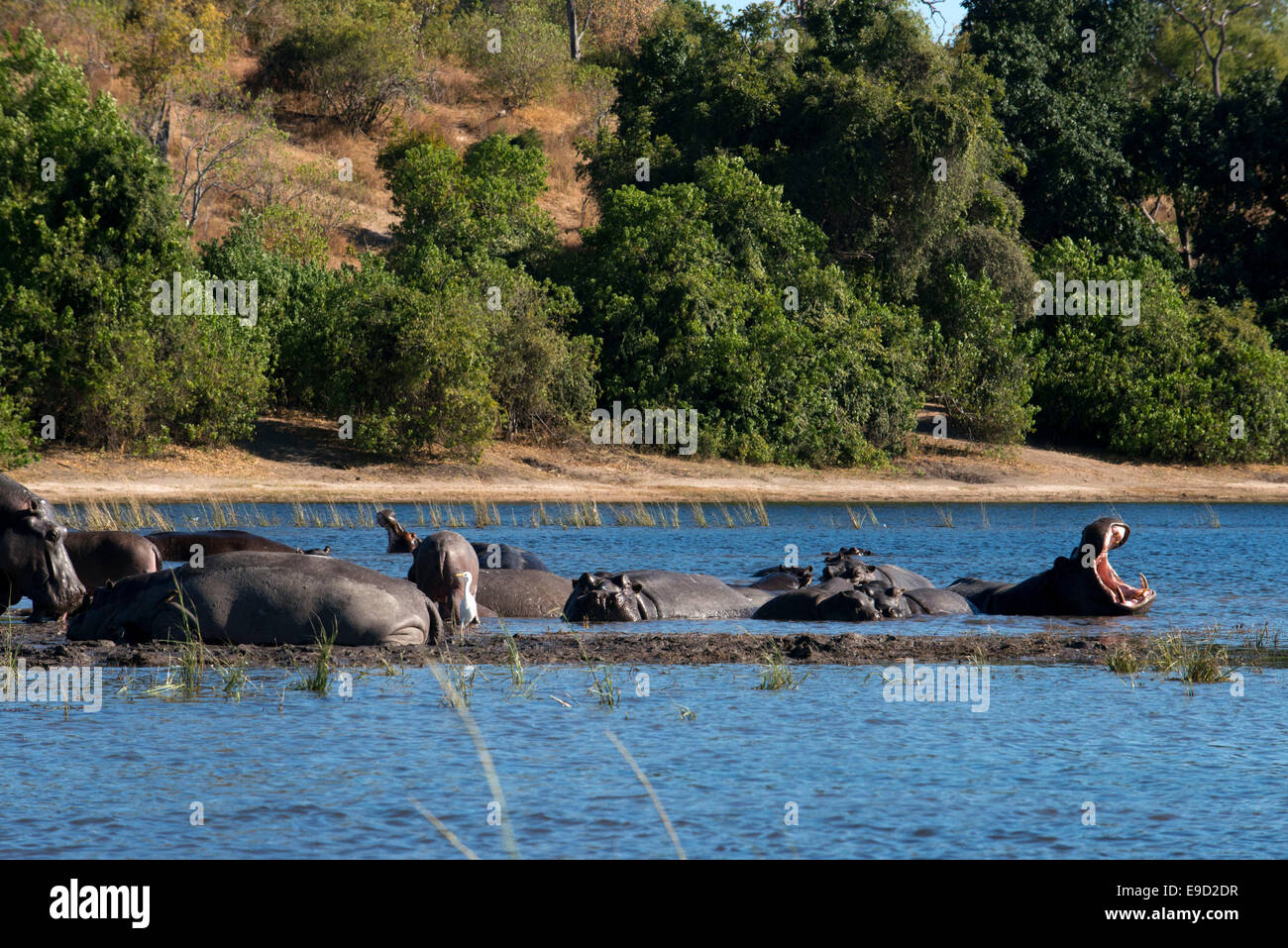 Da Victoria Falls è possibile visitare il vicino Botswana. In particolare Chobe National Park. Gli ippopotami sono enormi creature usu Foto Stock