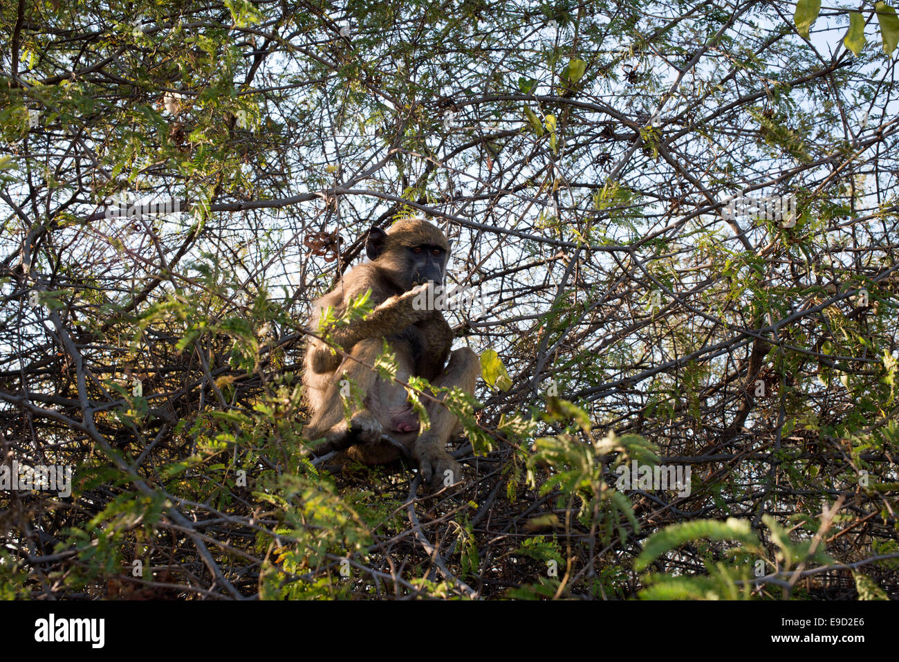 Monkey outdoor le camere presso il Royal Livingstone Hotel. Tre tipi di scimmia si verificano in Zambia. La scimmia vervet è molto comune del thr Foto Stock