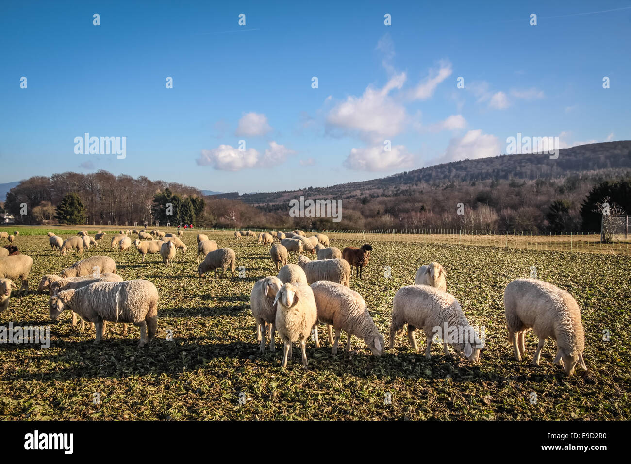 Gregge di pecore in monti Taunus vicino Engenhahn, Hesse, Germania Foto Stock