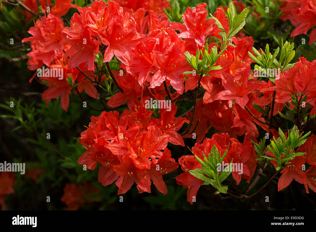 Arancione arbusto azalea Foto Stock