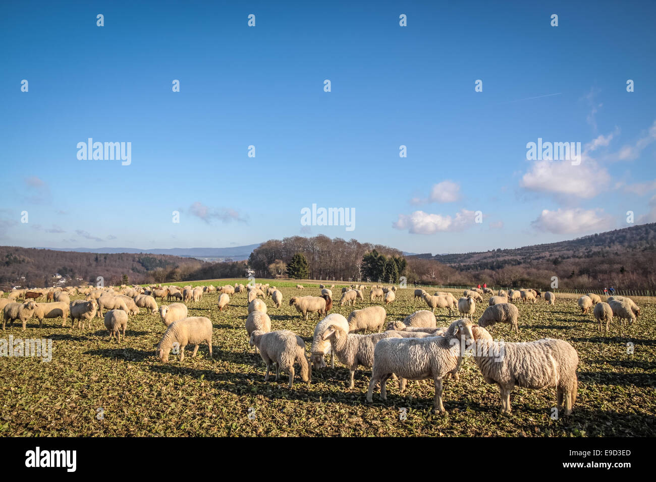 Gregge di pecore in monti Taunus vicino Engenhahn, Hesse, Germania Foto Stock