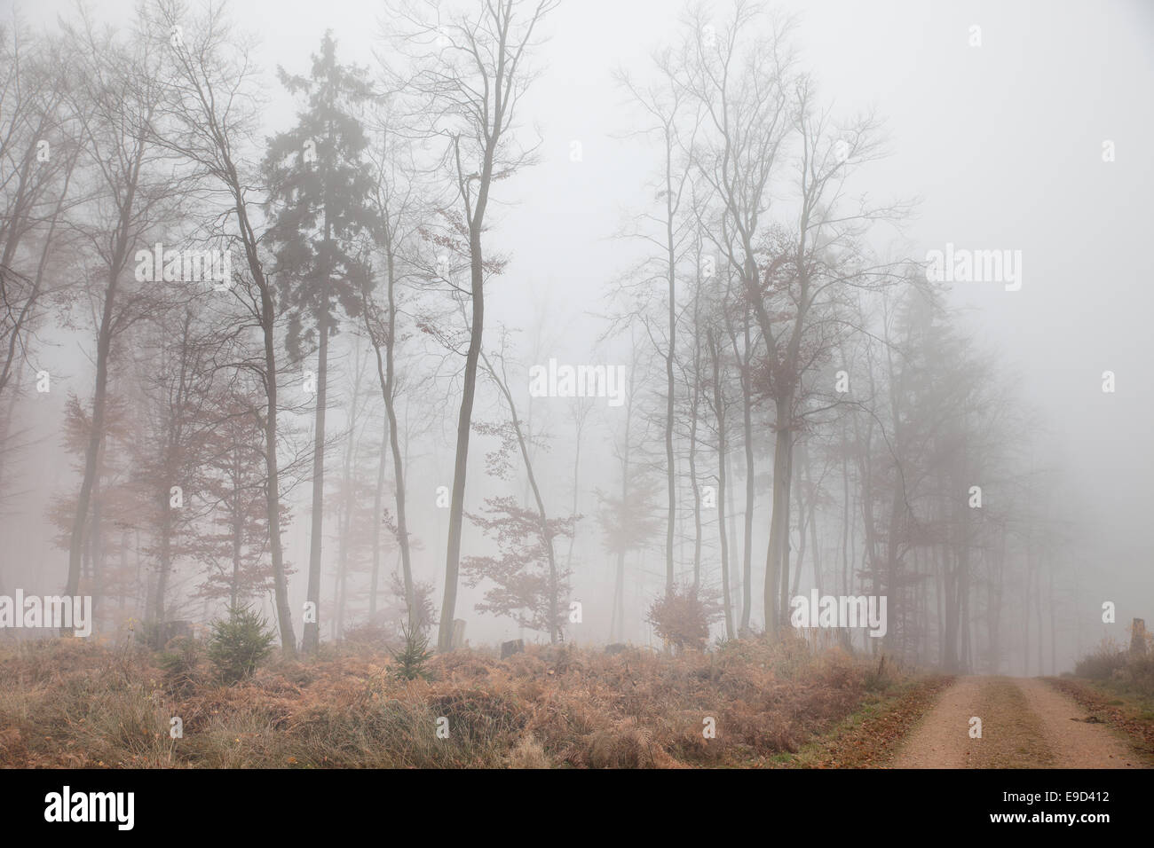 Foggy autumnally foresta del Taunus vicino Engenhahn, Hesse, Germania Foto Stock