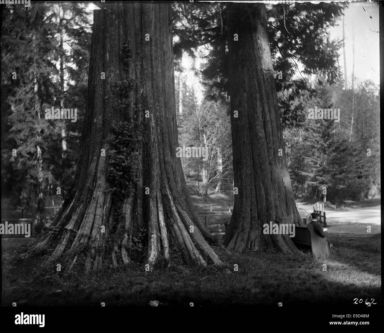 Questa fotografia mostra un uomo che legge un libro seduto su una panchina a Stanley Park, Vancouver. Cattura un momento tranquillo e tranquillo in uno dei parchi più rappresentativi della città, sottolineando il ruolo del parco come luogo di relax e contemplazione. Foto Stock