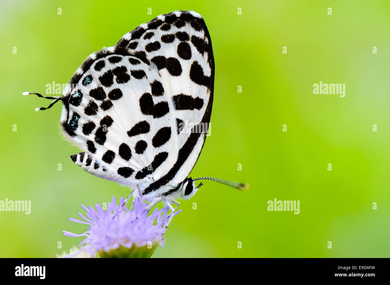 Close up piccola farfalla bianca con macchie nere sul fiore di erba, comune Pierrot o Castalius rosimon Foto Stock