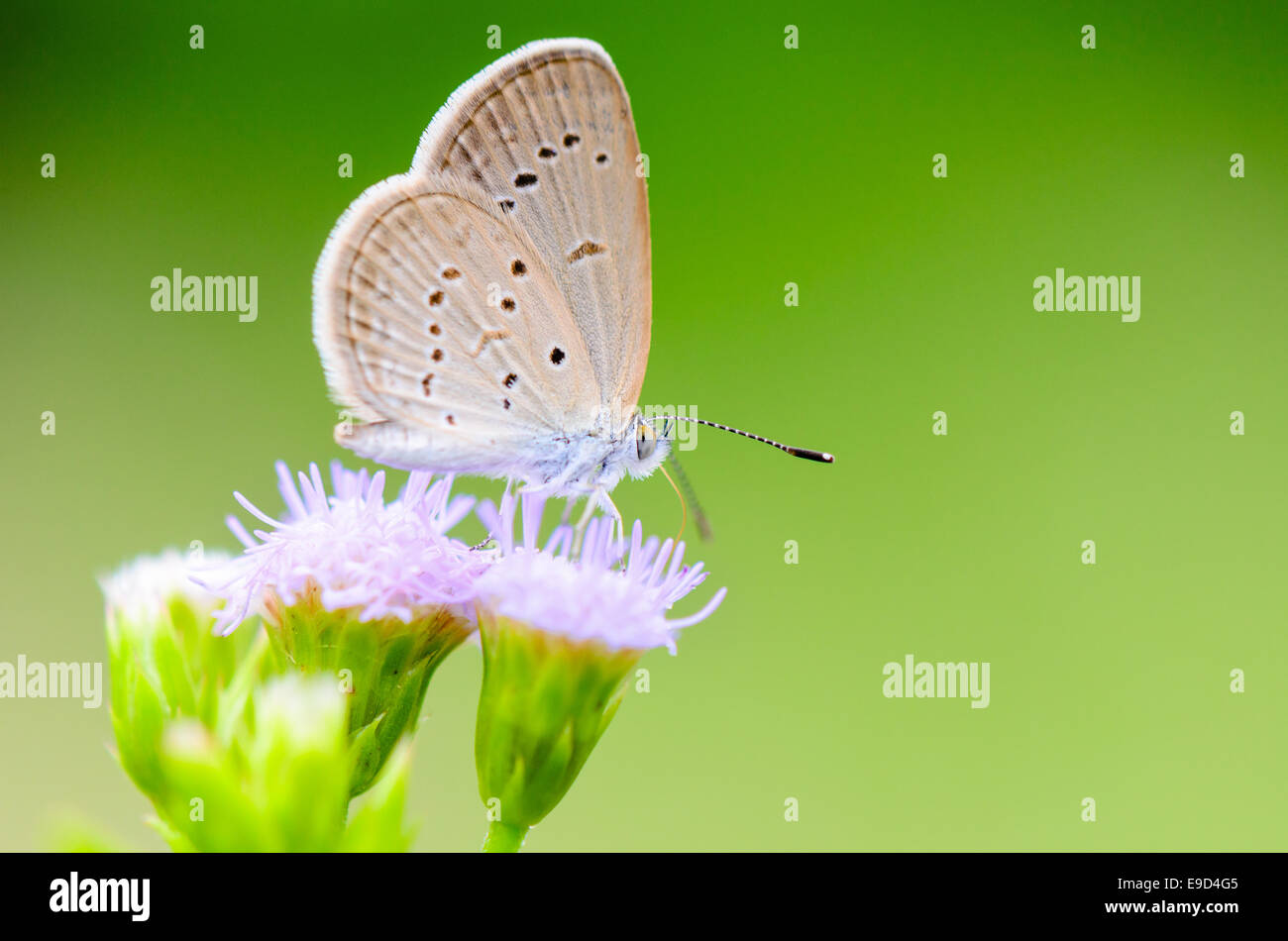 Piccolo Blu erba o Zizula hylax hylax, vicino la piccola farfalla marrone sul fiore Una delle farfalle più piccolo al mondo Foto Stock